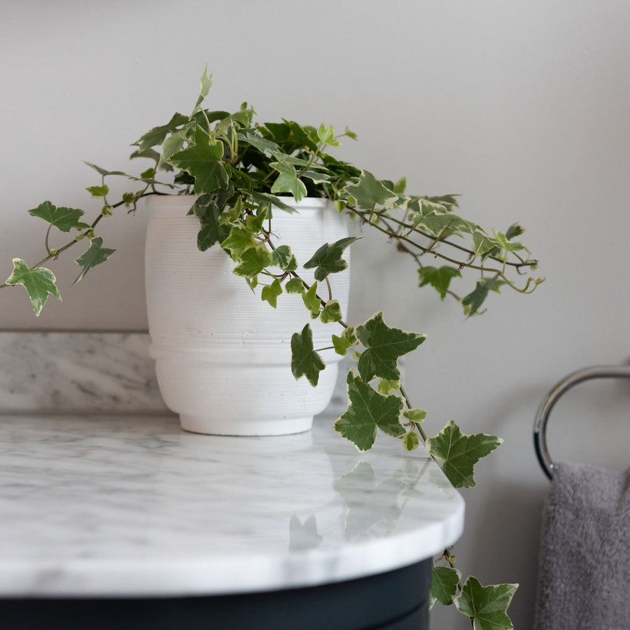 white planter for small plants