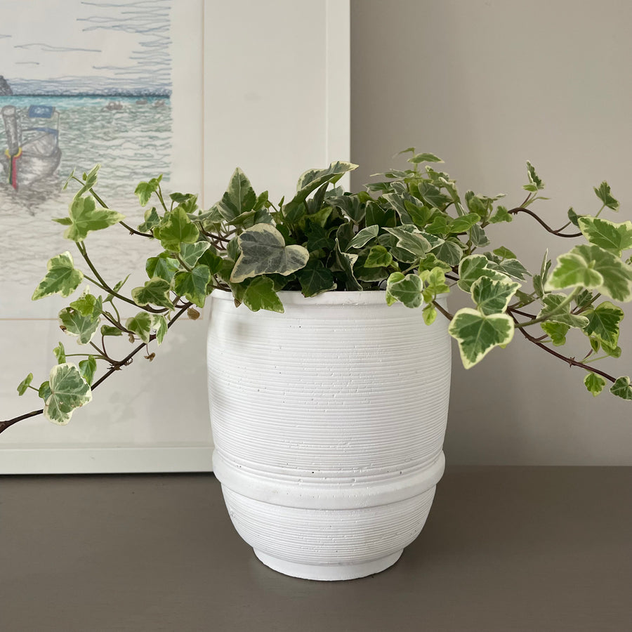 white pot for green plant