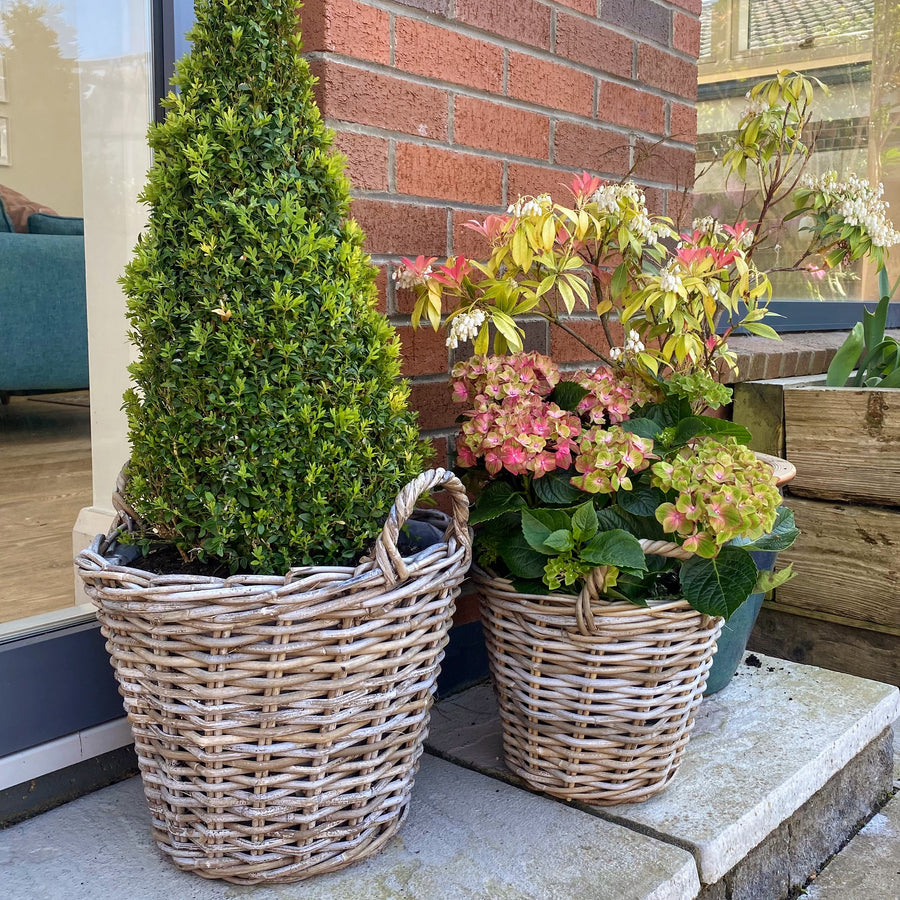 Rattan baskets in small and medium