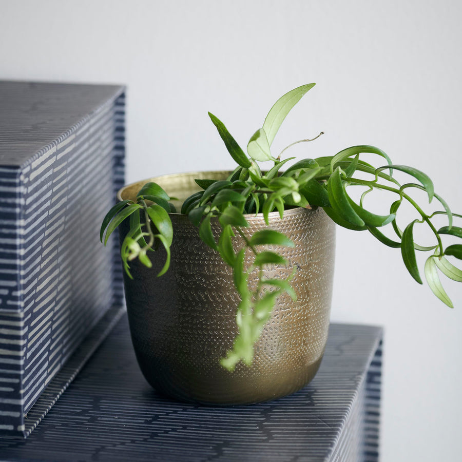 Brass Chappra Planter with a small green plant