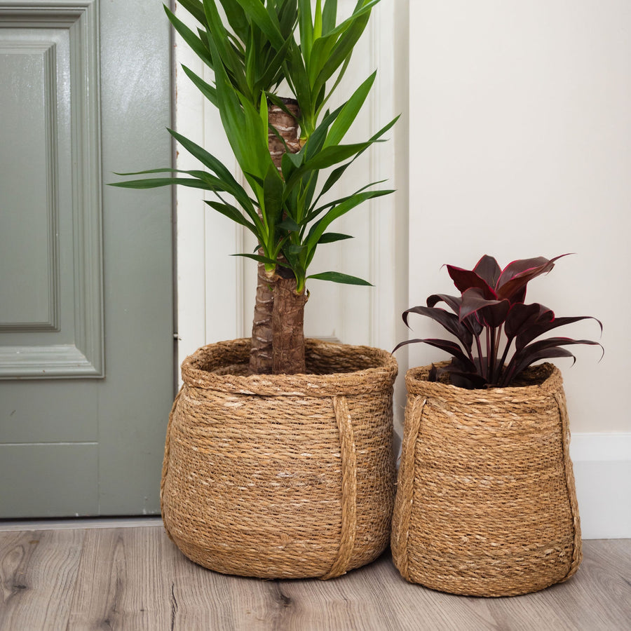 Plant Basket (Set of 2)